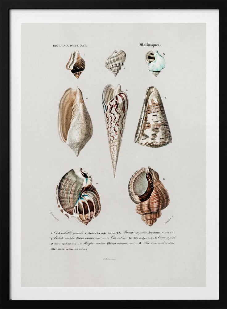 Sealife I | Poster