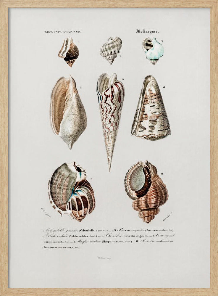 Sealife I | Poster