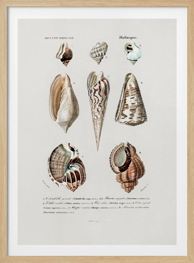 Sealife I | Poster