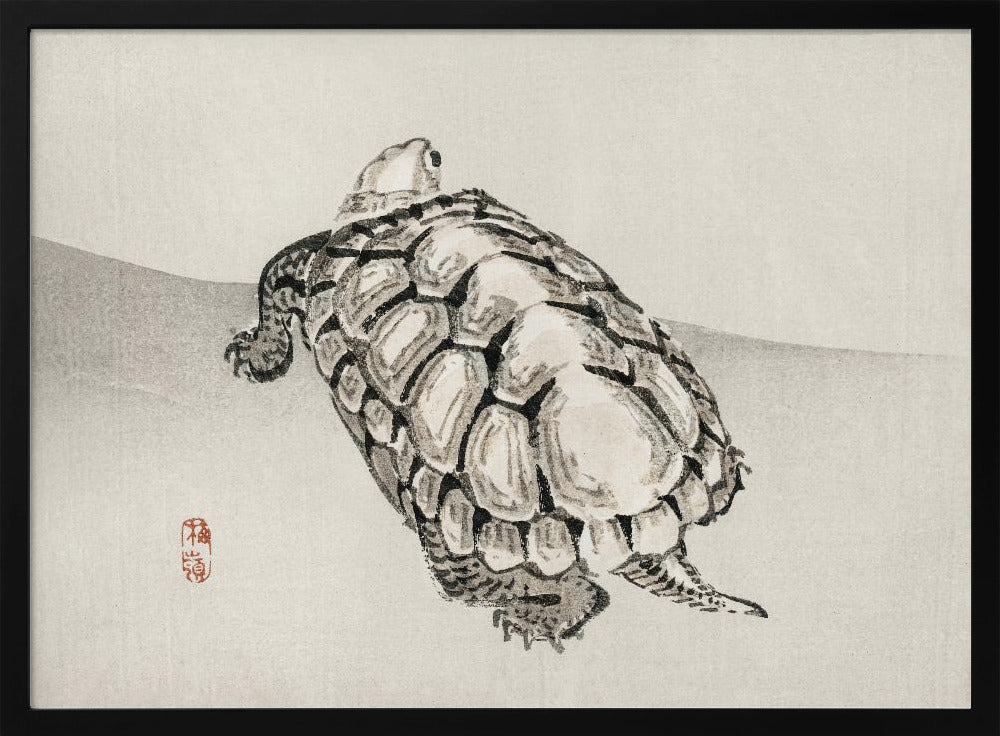 Schildpad | Poster