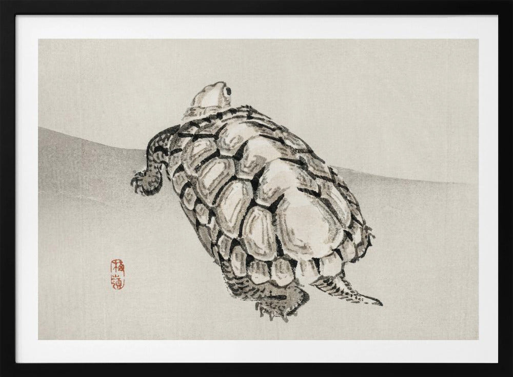 Schildpad | Poster