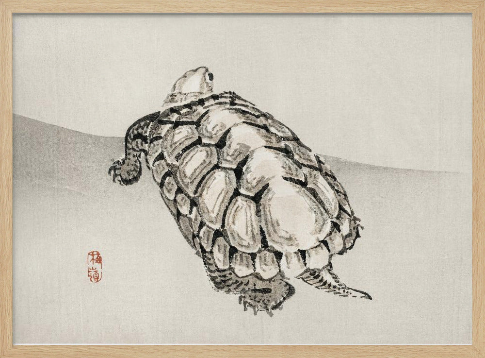 Schildpad | Poster
