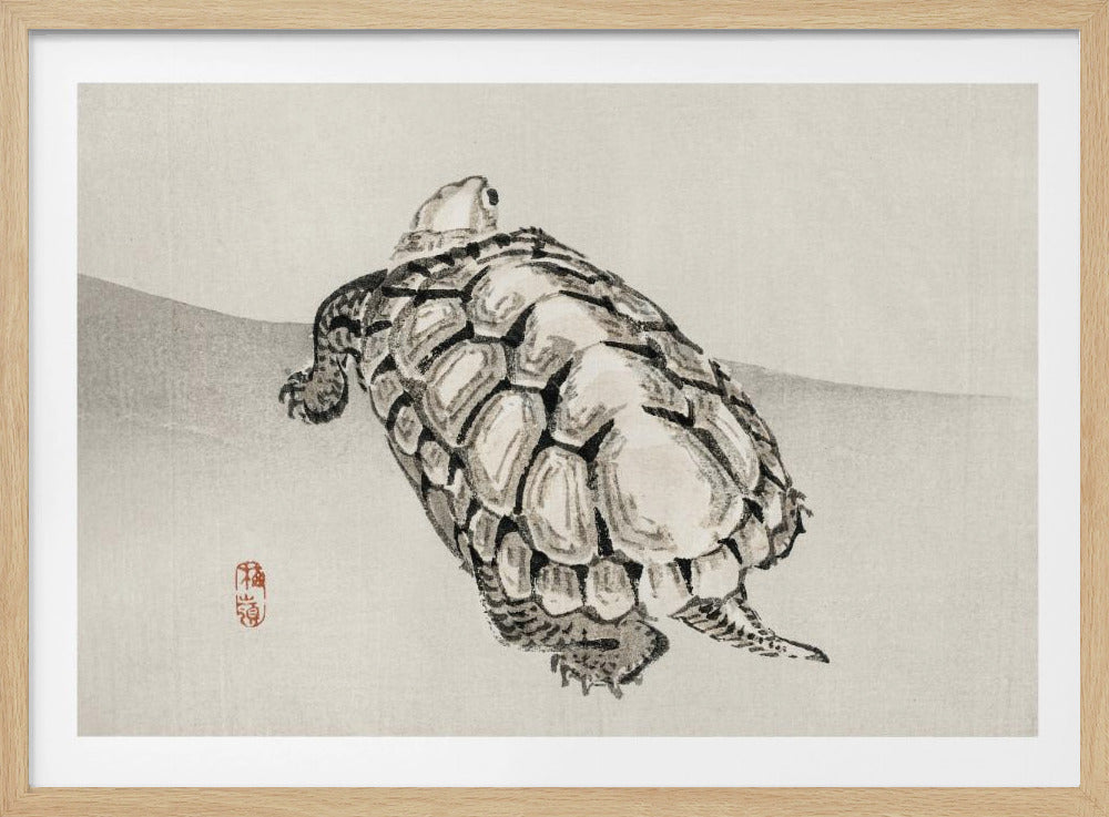 Schildpad | Poster