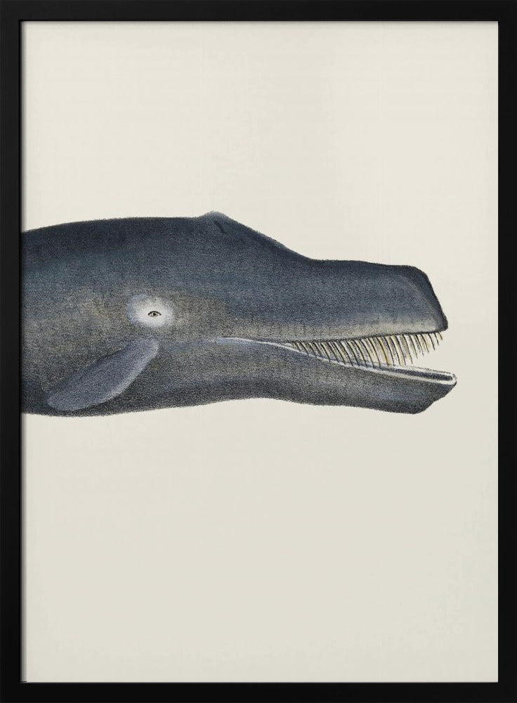 Walvis I Dichte Bijsnijding Handgekleurde Zeeleven Lithografie 1824 | Poster