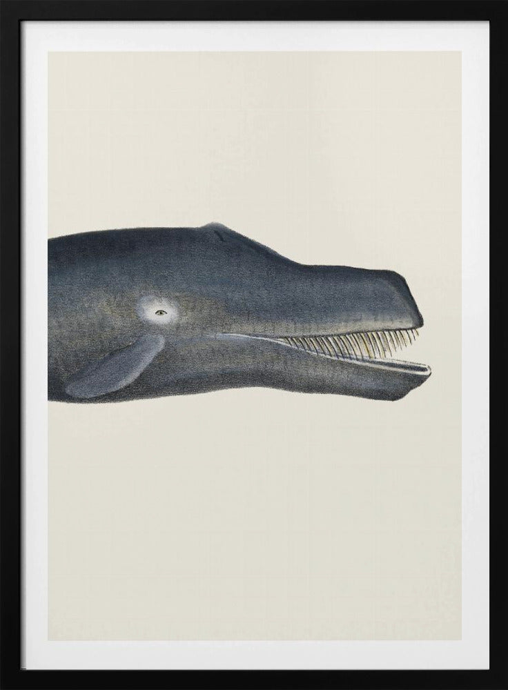 Walvis I Dichte Bijsnijding Handgekleurde Zeeleven Lithografie 1824 | Poster