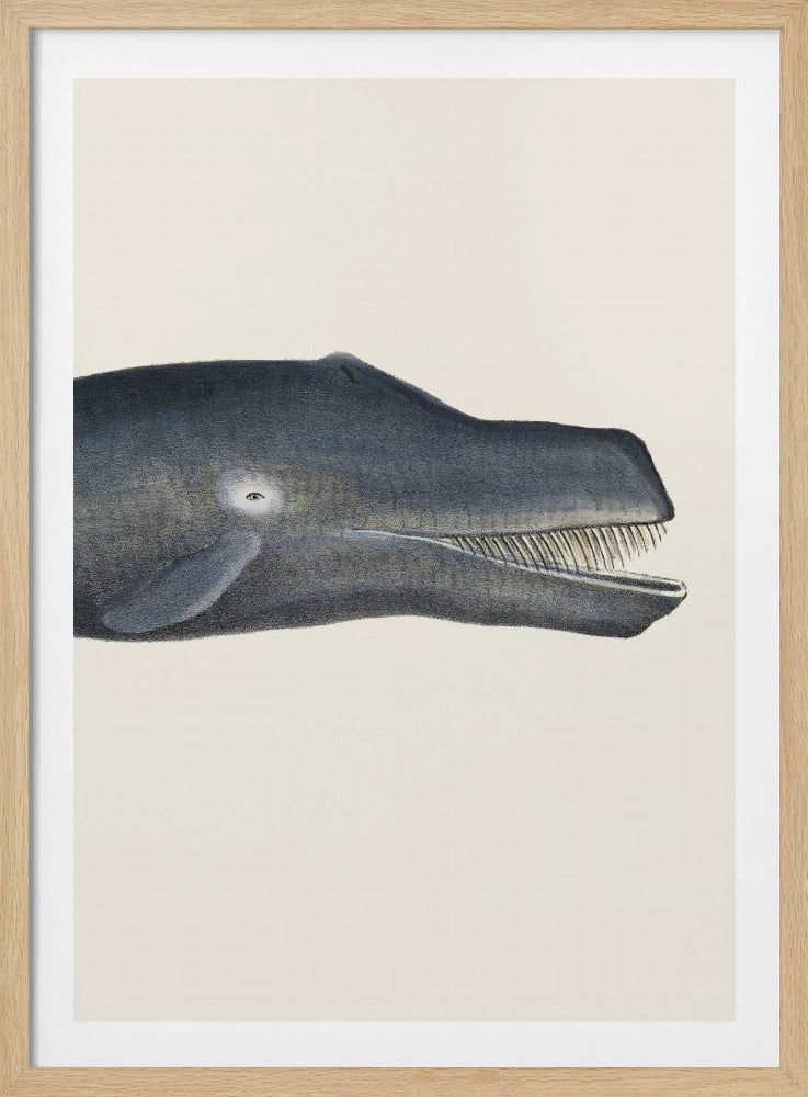 Walvis I Dichte Bijsnijding Handgekleurde Zeeleven Lithografie 1824 | Poster