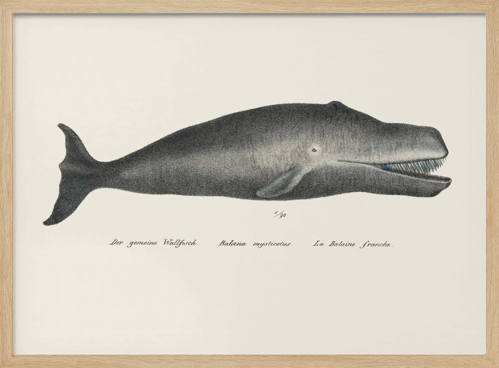 Walvis II antieke handgekleurde zeedierenlitho 1824 | Poster