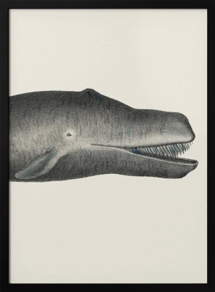 Walvis II, strak gewas, handgekleurde zeedierenlithografie, 1824 | Poster