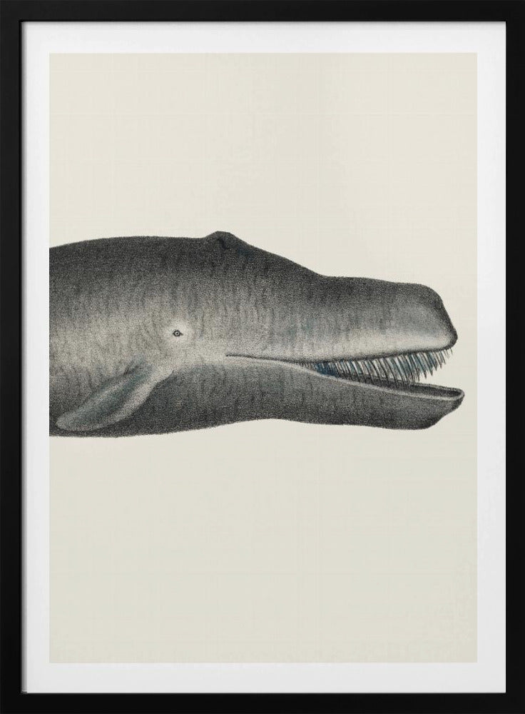 Walvis II, strak gewas, handgekleurde zeedierenlithografie, 1824 | Poster
