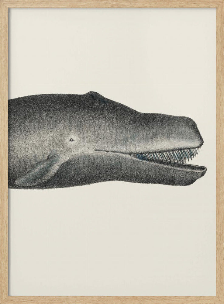 Walvis II, strak gewas, handgekleurde zeedierenlithografie, 1824 | Poster