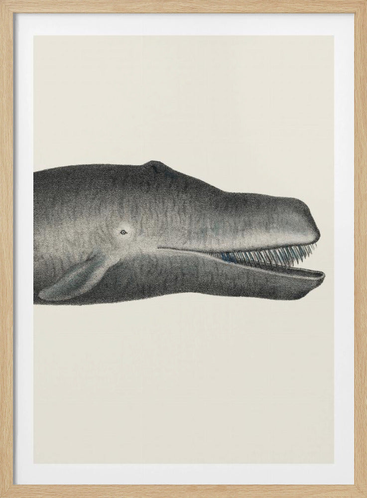 Walvis II, strak gewas, handgekleurde zeedierenlithografie, 1824 | Poster