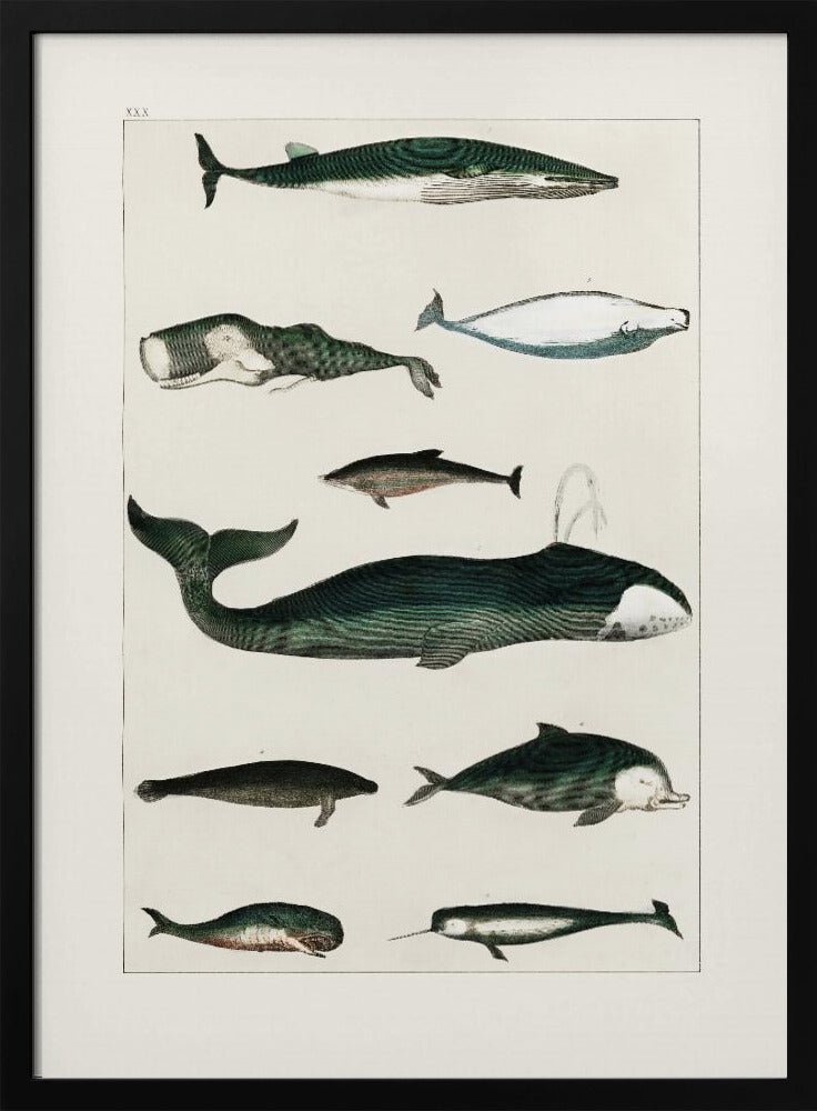 Vintage Walvisposter | Poster