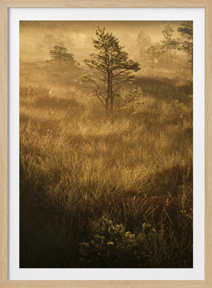 20220809 Dsf8033 | Poster