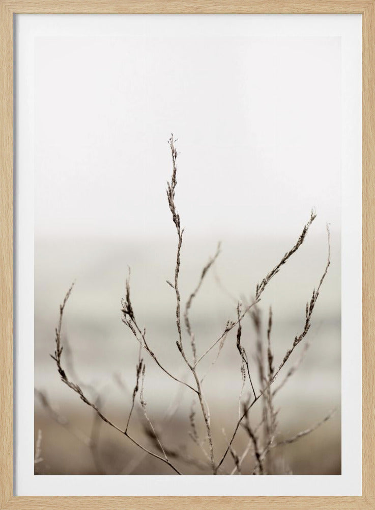 Pickleweed No.1 | Poster