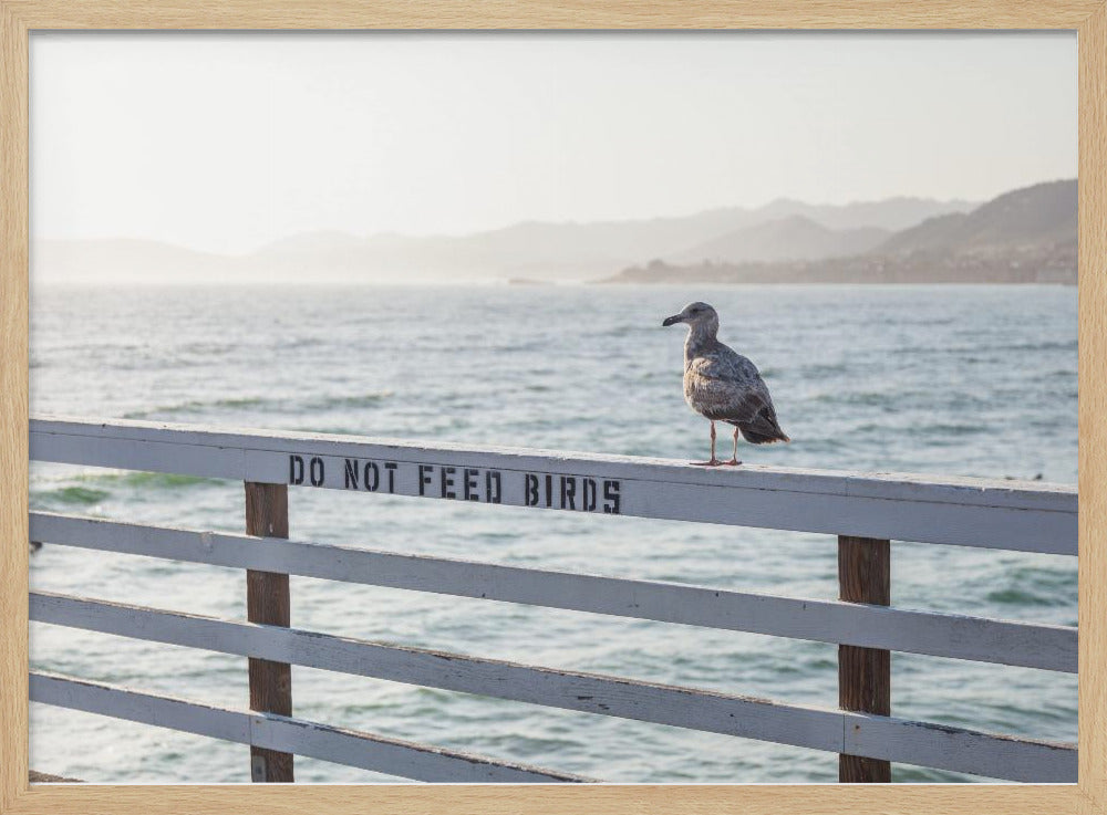 Vogels niet voeren | Poster