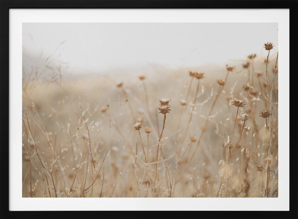 winter thistle no.2 | Poster