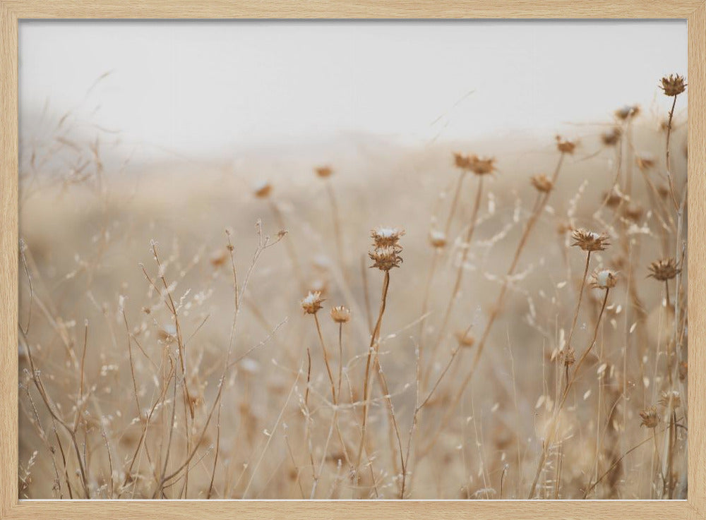 winter thistle no.2 | Poster