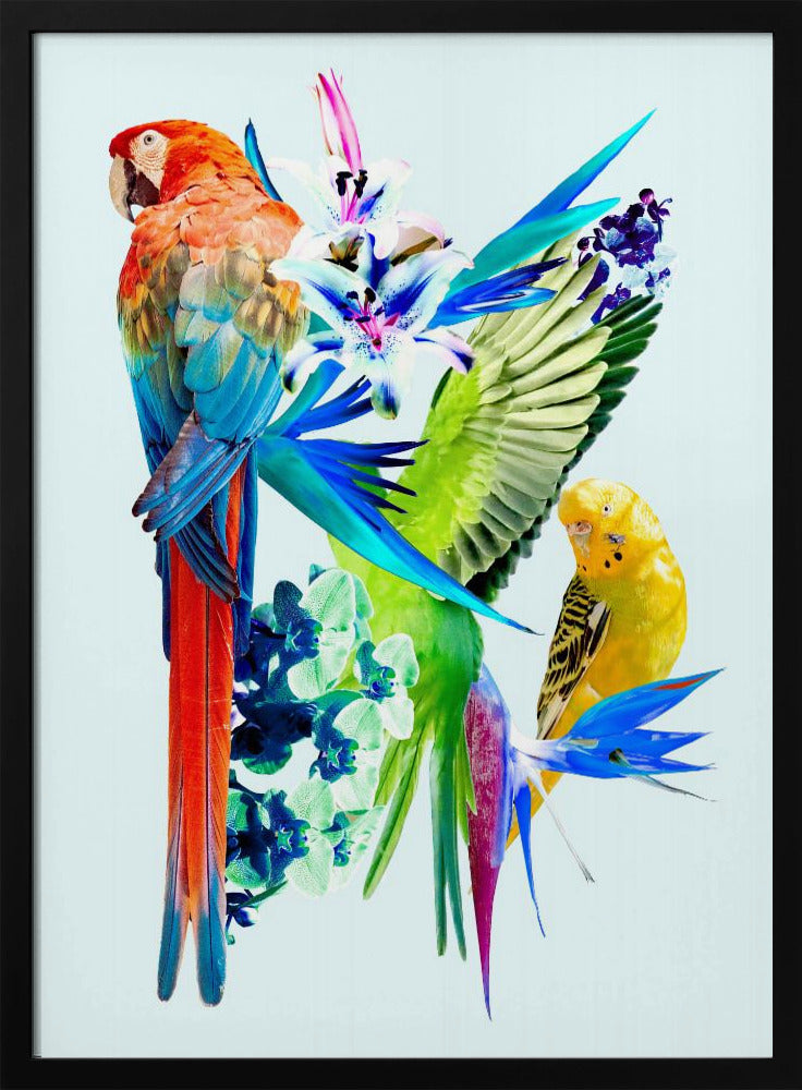 Paradijsvogels I | Poster