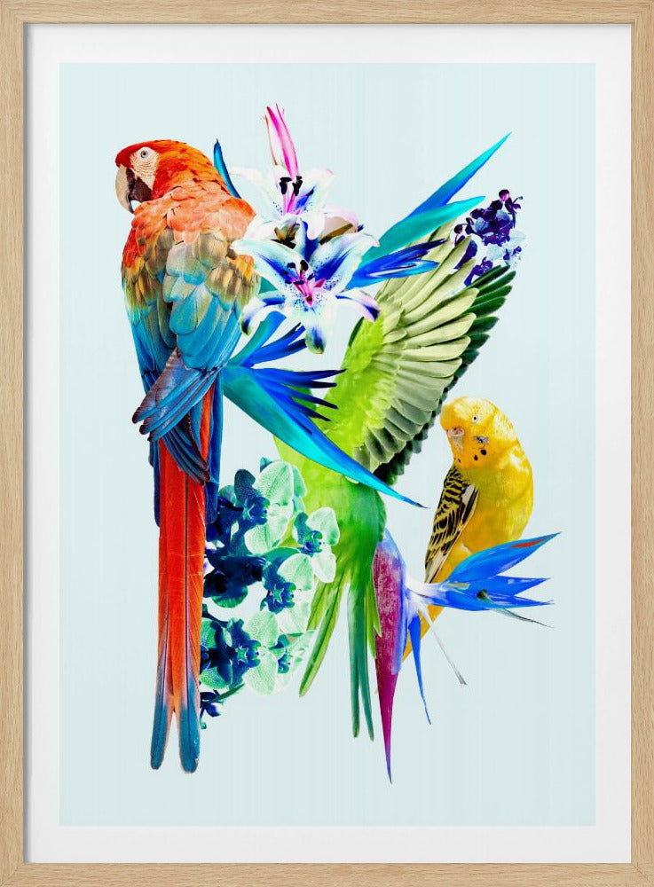 Paradijsvogels I | Poster