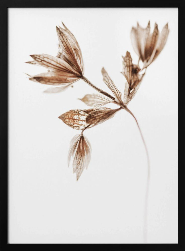 Delicate Plant I | Poster