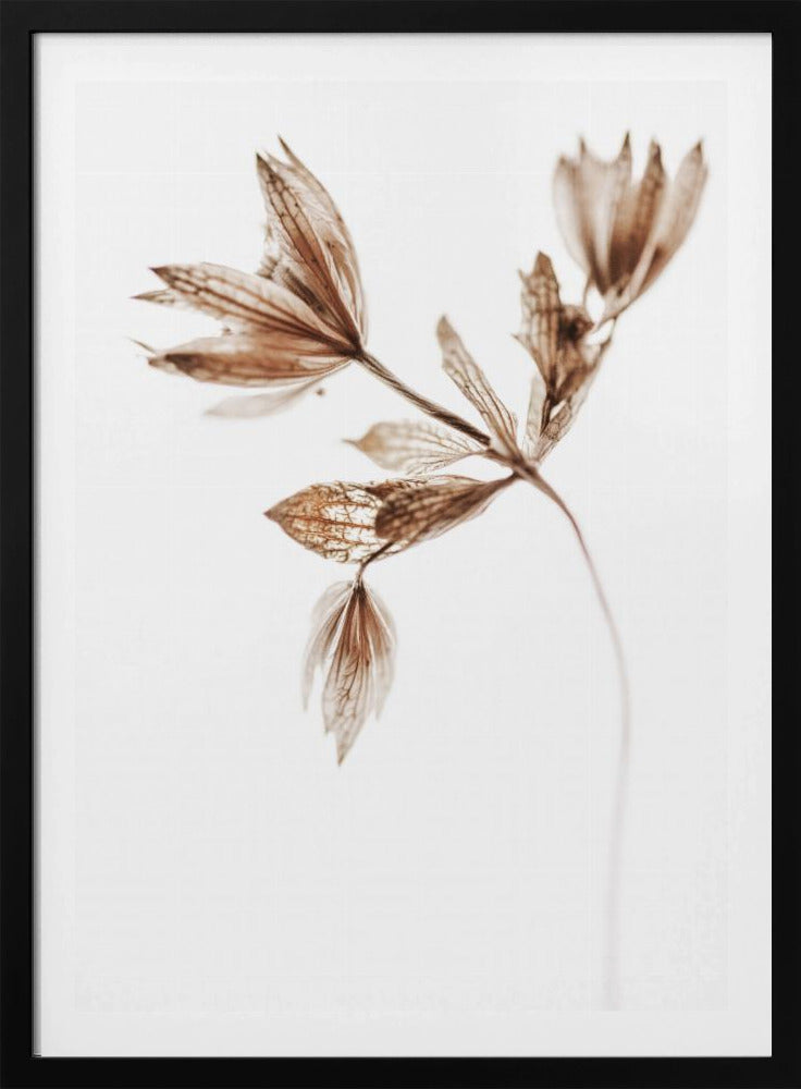 Delicate Plant I | Poster