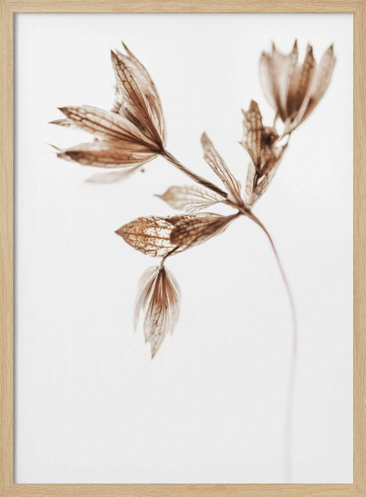 Delicate Plant I | Poster