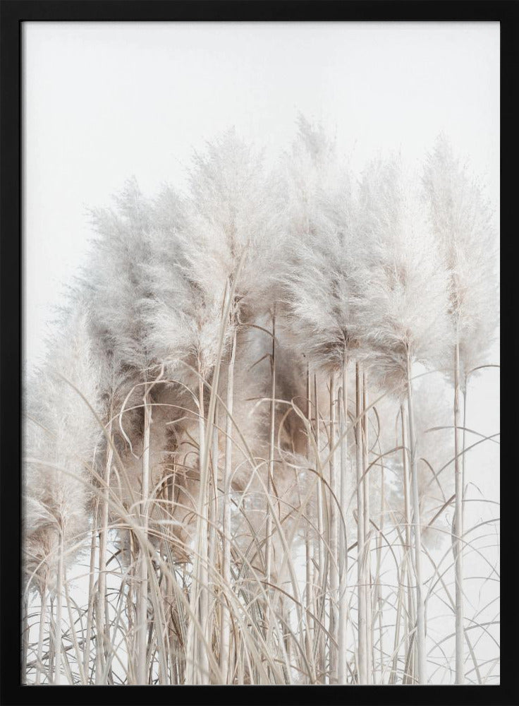 Pampas Grass II | Poster