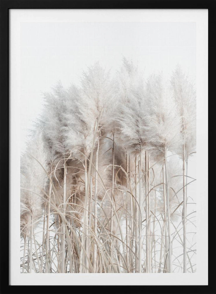 Pampas Grass II | Poster