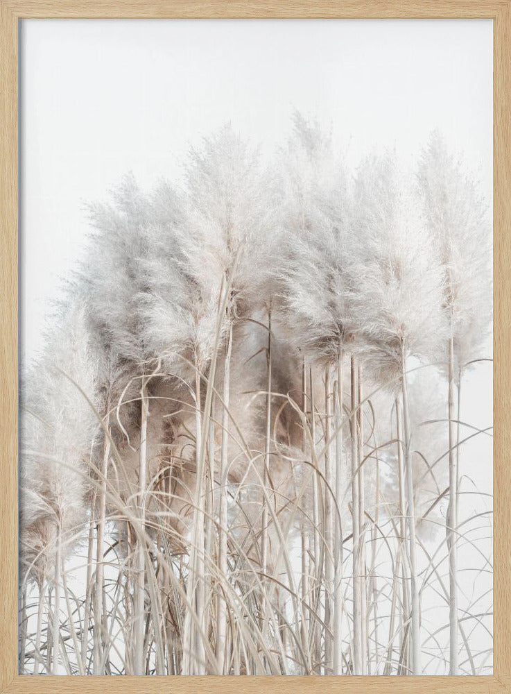 Pampas Grass II | Poster
