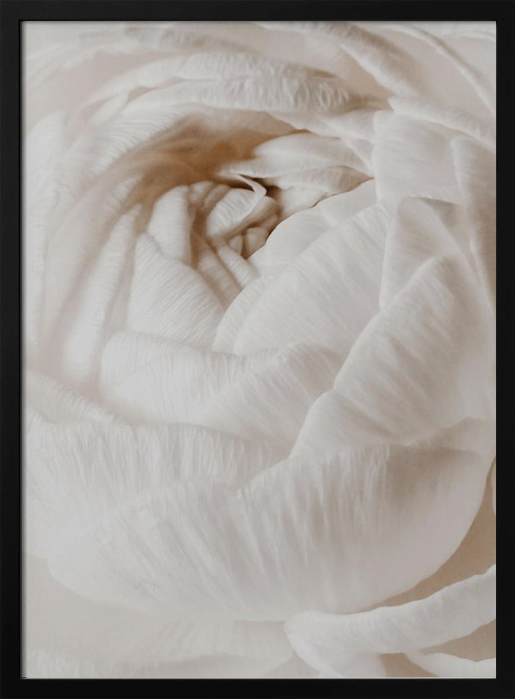 Buttercup | Poster