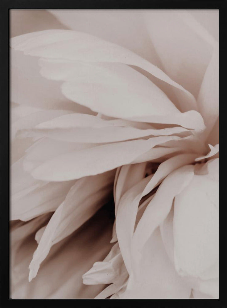 Peony | Poster
