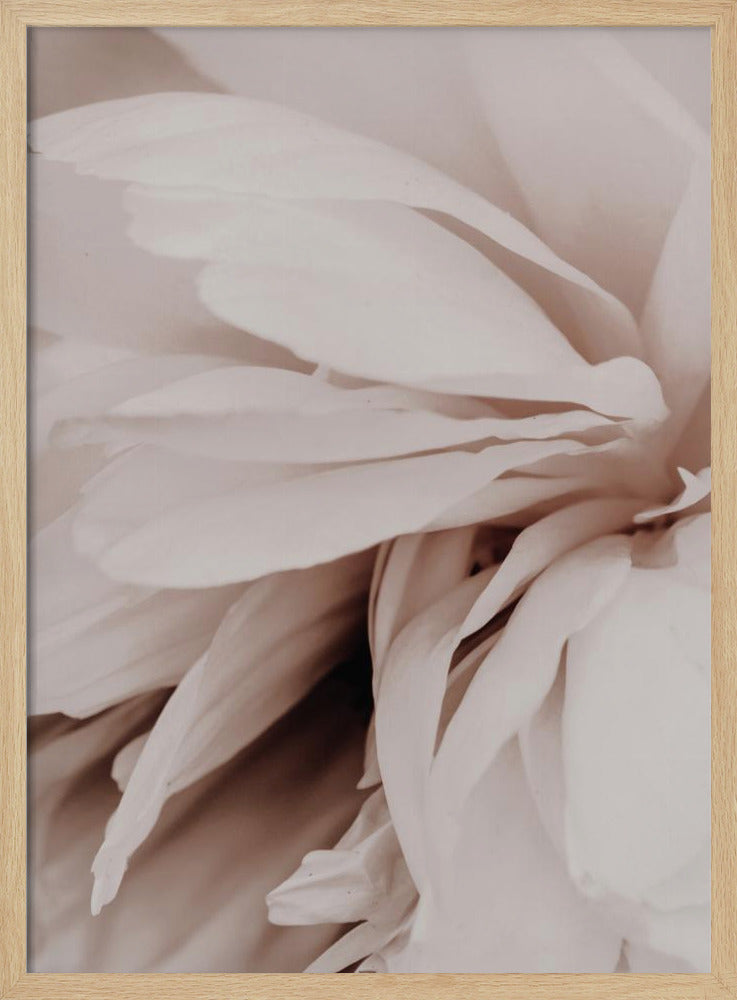 Peony | Poster