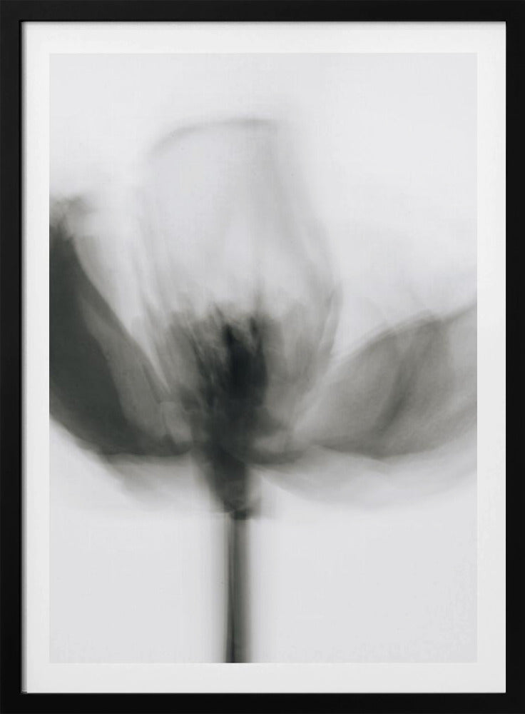 Mono Tulip | Poster