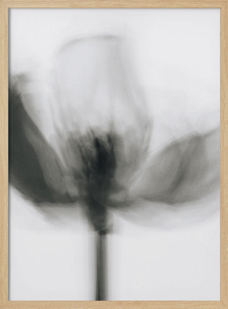 Mono Tulip | Poster
