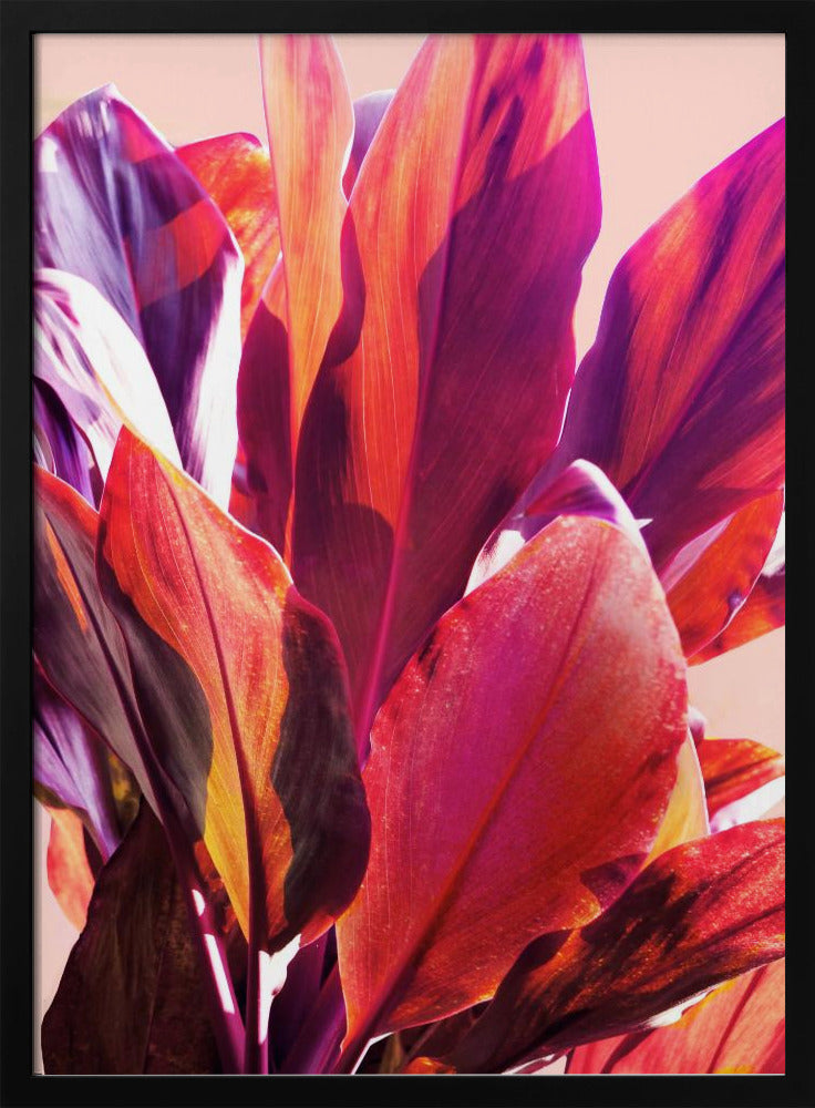 Fuchsia Bladeren I | Poster