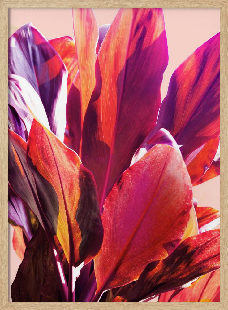 Fuchsia Bladeren I | Poster