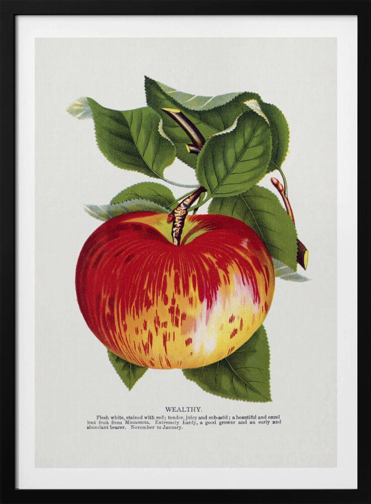 Rijke appellithografie | Poster