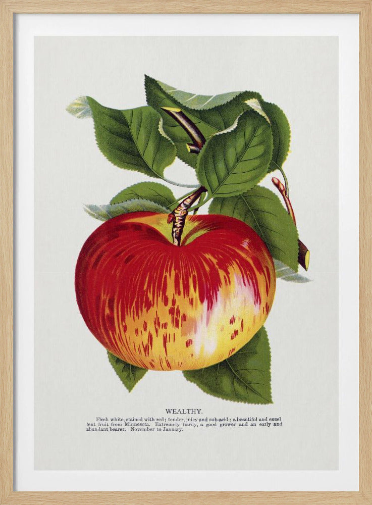 Rijke appellithografie | Poster