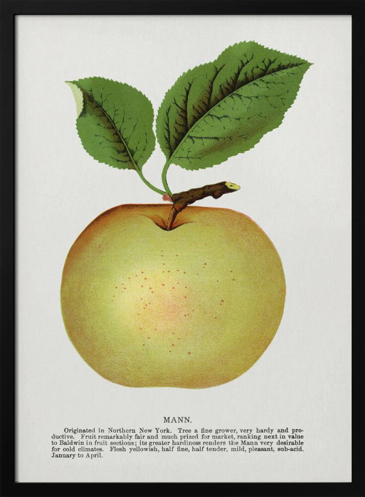 Mann Appellithografie | Poster