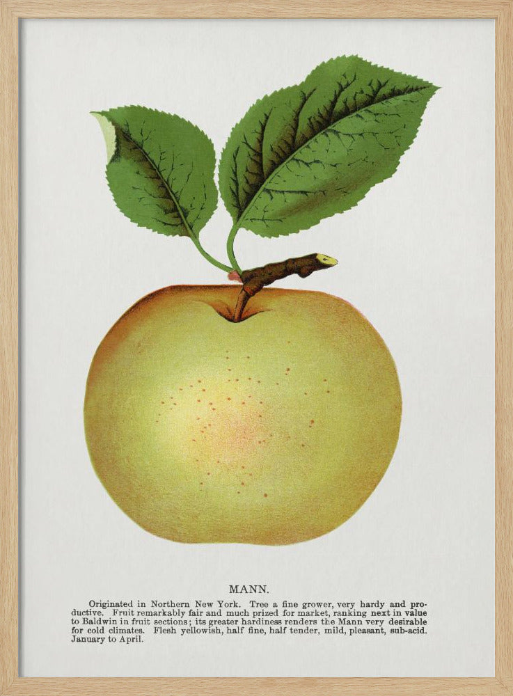 Mann Appellithografie | Poster