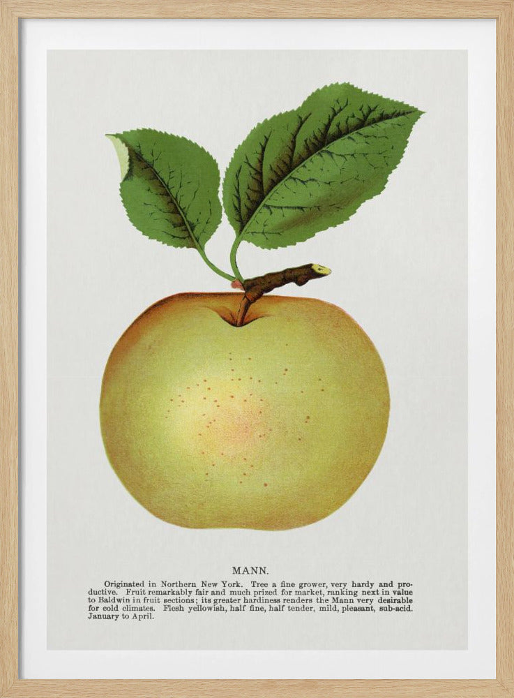 Mann Appellithografie | Poster