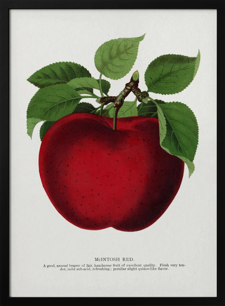 Mcintosh Red Apple Lithografie | Poster
