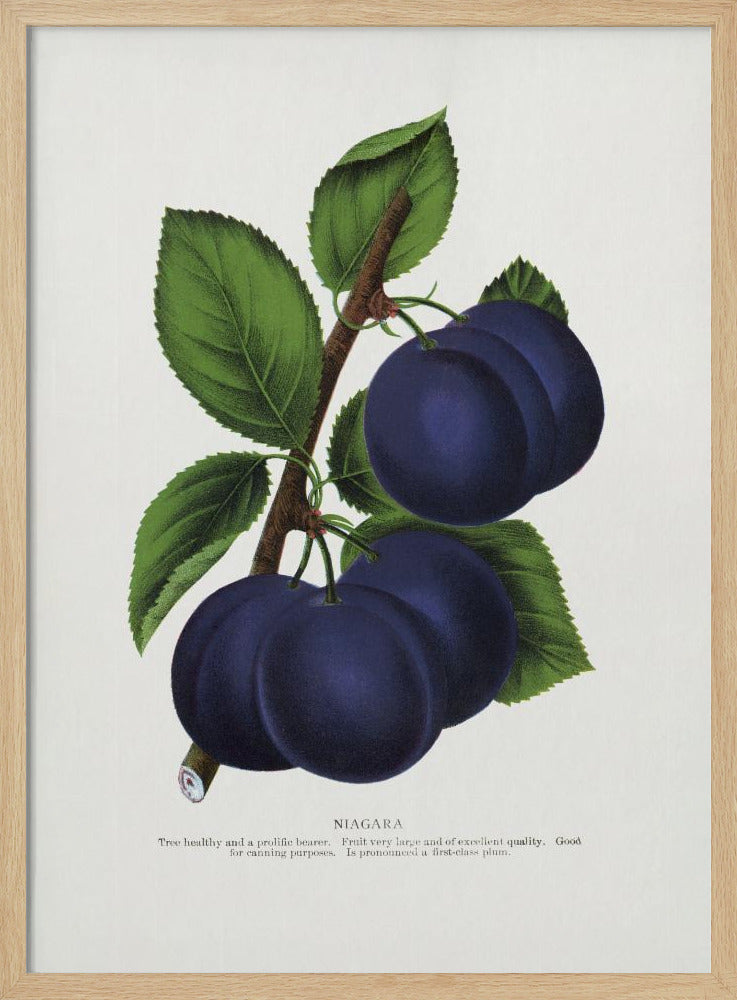 Niagara Plum Lithografie | Poster