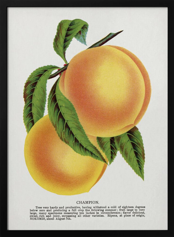 Champion Plum Lithograph | Poster