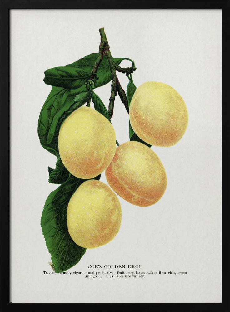 Coe's Golden Drop Plum Lithografie | Poster