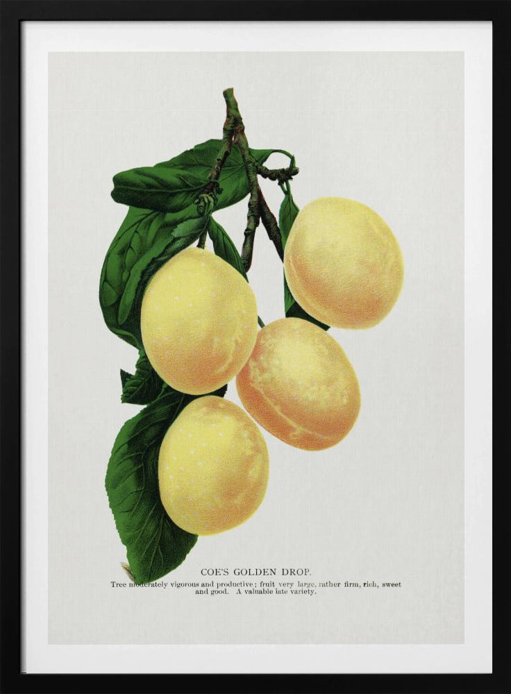 Coe's Golden Drop Plum Lithografie | Poster