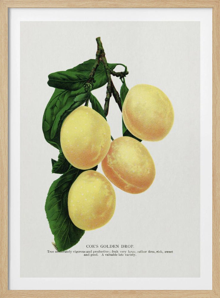 Coe's Golden Drop Plum Lithografie | Poster