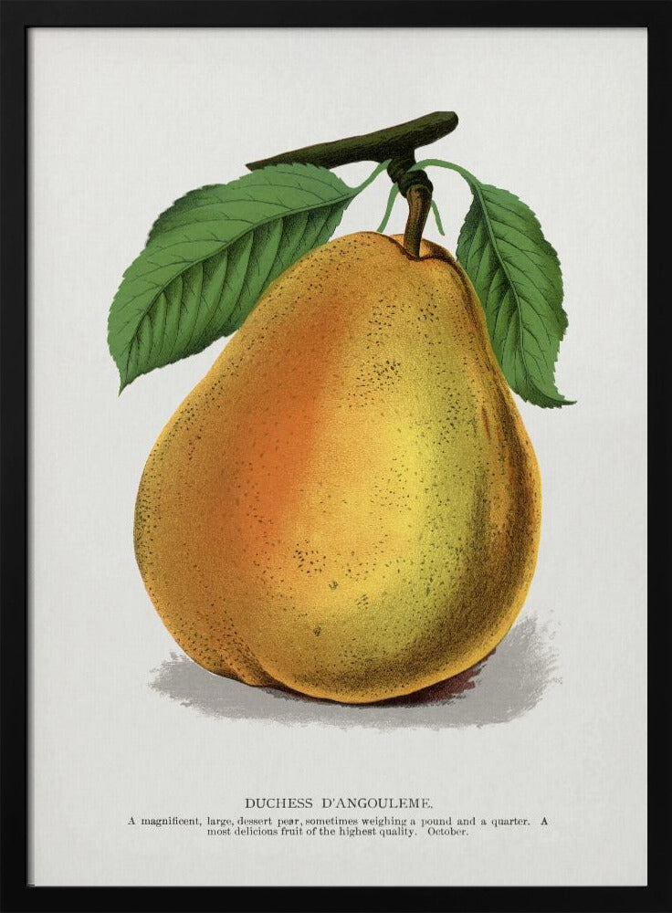 Hertogin D'angouleme perenlithografie | Poster