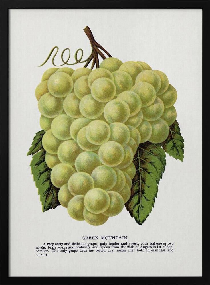 Groene bergdruiflithografie | Poster