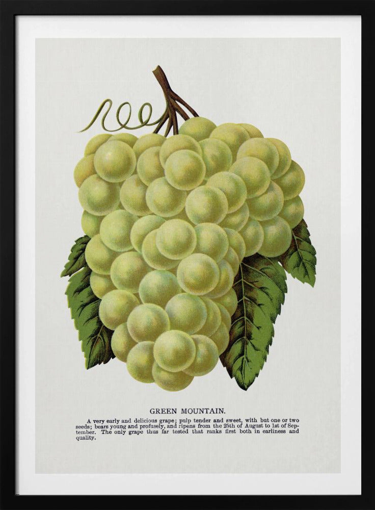 Groene bergdruiflithografie | Poster